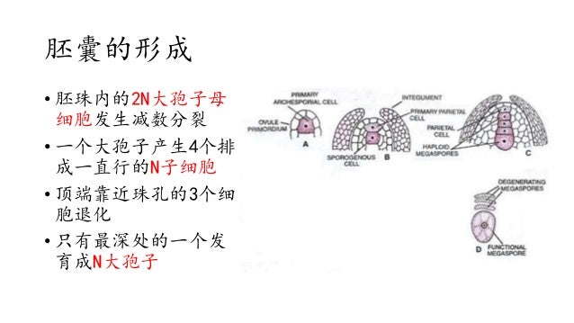 统考生物第十七章生殖