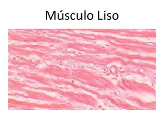 Músculo Liso
 