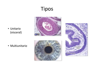 Tipos
• Unitario
(visceral)
• Multiunitario
 