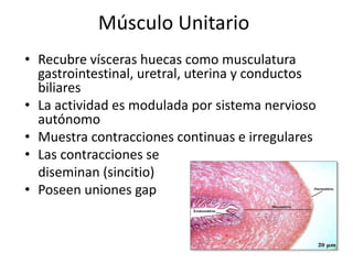 Músculo Unitario
• Recubre vísceras huecas como musculatura
gastrointestinal, uretral, uterina y conductos
biliares
• La actividad es modulada por sistema nervioso
autónomo
• Muestra contracciones continuas e irregulares
• Las contracciones se
diseminan (sincitio)
• Poseen uniones gap
 