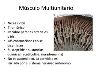 Músculo Multiunitario
• No es sicitial
• Tiron único
• Recubre paredes arteriales
e iris.
• Las contracciones no se
diseminan
• Susceptible a sustancias
quimicas (acetilcolina, noradrenalina)
• No es automático. La actividad es
iniciada por el sistema nervioso autónomo.
 