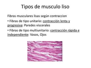 Tipos de musculo liso
Fibras musculares lisas según contraccion
• Fibras de tipo unitario: contracción lenta y
progresiva: Paredes viscerales
• Fibras de tipo multiunitario: contracción rápida e
independiente: Vasos, Ojos
 