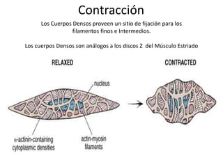 Los Cuerpos Densos proveen un sitio de fijación para los
filamentos finos e Intermedios.
Los cuerpos Densos son análogos a los discos Z del Músculo Estriado
Contracción
 