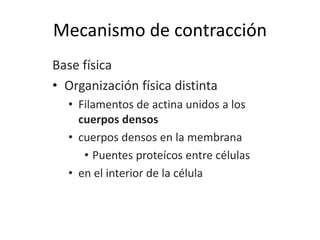 Base física
• Organización física distinta
• Filamentos de actina unidos a los
cuerpos densos
• cuerpos densos en la membrana
• Puentes proteícos entre células
• en el interior de la célula
Mecanismo de contracción
 