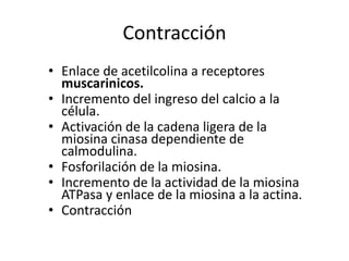 Contracción
• Enlace de acetilcolina a receptores
muscarinicos.
• Incremento del ingreso del calcio a la
célula.
• Activación de la cadena ligera de la
miosina cinasa dependiente de
calmodulina.
• Fosforilación de la miosina.
• Incremento de la actividad de la miosina
ATPasa y enlace de la miosina a la actina.
• Contracción
 