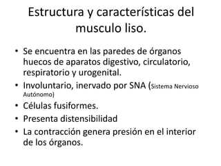 Estructura y características del
musculo liso.
• Se encuentra en las paredes de órganos
huecos de aparatos digestivo, circulatorio,
respiratorio y urogenital.
• Involuntario, inervado por SNA (Sistema Nervioso
Autónomo)
• Células fusiformes.
• Presenta distensibilidad
• La contracción genera presión en el interior
de los órganos.
 