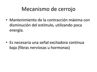 Mecanismo de cerrojo
• Mantenimiento de la contracción máxima con
disminución del estímulo, utilizando poca
energía.
• Es necesaria una señal excitadora continua
baja (fibras nerviosas u hormonas)
 
