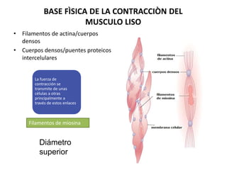 BASE FÌSICA DE LA CONTRACCIÒN DEL
MUSCULO LISO
• Filamentos de actina/cuerpos
densos
• Cuerpos densos/puentes proteicos
intercelulares
Filamentos de miosina
Diámetro
superior
La fuerza de
contracción se
transmite de unas
células a otras
principalmente a
través de estos enlaces
 
