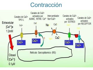 Contracción
 