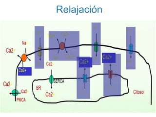 Relajación
 