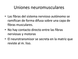 Uniones neuromusculares
• Las fibras del sistema nervioso autónomo se
ramifican de forma difusa sobre una capa de
fibras musculares.
• No hay contacto directo entre las fibras
nerviosas y motoras
• El neurotransmisor se secreta en la matriz que
reviste al m. liso.
 