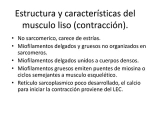 Estructura y características del
musculo liso (contracción).
• No sarcomerico, carece de estrías.
• Miofilamentos delgados y gruesos no organizados en
sarcomeros.
• Miofilamentos delgados unidos a cuerpos densos.
• Miofilamentos gruesos emiten puentes de miosina o
ciclos semejantes a musculo esquelético.
• Retículo sarcoplasmico poco desarrollado, el calcio
para iniciar la contracción proviene del LEC.
 