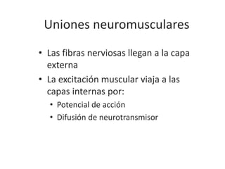 Uniones neuromusculares
• Las fibras nerviosas llegan a la capa
externa
• La excitación muscular viaja a las
capas internas por:
• Potencial de acción
• Difusión de neurotransmisor
 