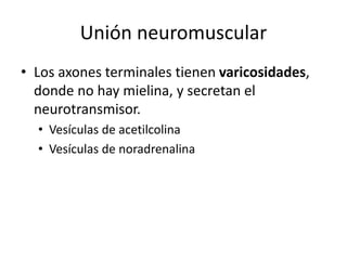 Unión neuromuscular
• Los axones terminales tienen varicosidades,
donde no hay mielina, y secretan el
neurotransmisor.
• Vesículas de acetilcolina
• Vesículas de noradrenalina
 