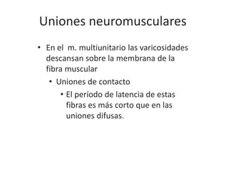 Uniones neuromusculares
• En el m. multiunitario las varicosidades
descansan sobre la membrana de la
fibra muscular
• Uniones de contacto
• El período de latencia de estas
fibras es más corto que en las
uniones difusas.
 