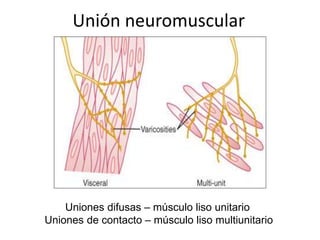 Unión neuromuscular
Uniones difusas – músculo liso unitario
Uniones de contacto – músculo liso multiunitario
 