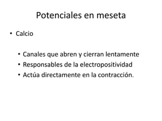 Potenciales en meseta
• Calcio
• Canales que abren y cierran lentamente
• Responsables de la electropositividad
• Actúa directamente en la contracción.
 