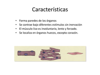 Características
• Forma paredes de los órganos
• Se contrae bajo diferentes estímulos sin inervación
• El músculo liso es involuntario, lento y forzado.
• Se localiza en órganos huecos, excepto corazón.
 