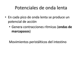 Potenciales de onda lenta
• En cada pico de onda lenta se produce un
potencial de acción
• Genera contracciones rítmicas (ondas de
marcapasos)
Movimientos peristálticos del intestino
 
