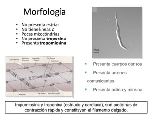 Morfología
• No presenta estrías
• No tiene lineas Z
• Pocas mitocóndrias
• No presenta troponina
• Presenta tropomiosina
 Presenta cuerpos densos
 Presenta uniones
comunicantes
 Presenta actina y miosina
tropomiosina y troponina (estriado y cardiaco), son proteínas de
contracción rápida y constituyen el filamento delgado.
 
