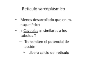 Retículo sarcoplásmico
• Menos desarrollado que en m.
esquelético
• « Caveolas »: similares a los
túbulos T
– Transmiten el potencial de
acción
• Libera calcio del retículo
 