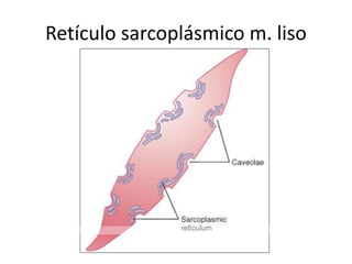 Retículo sarcoplásmico m. liso
 