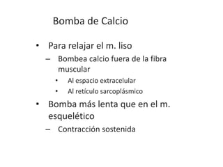 Bomba de Calcio
• Para relajar el m. liso
– Bombea calcio fuera de la fibra
muscular
• Al espacio extracelular
• Al retículo sarcoplásmico
• Bomba más lenta que en el m.
esquelético
– Contracción sostenida
 