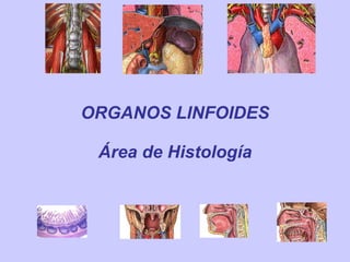 ORGANOS LINFOIDES Área de Histología 