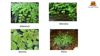 Adiantum
Marsilea
Salvinia Pteris
 