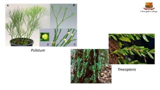 Psilotum
Tmesipteris
 