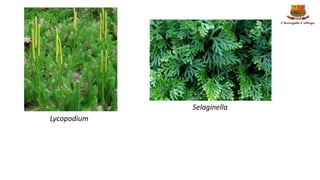 Lycopodium
Selaginella
 