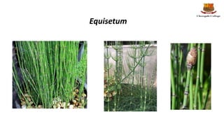 Equisetum
 