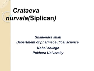 Crataeva
nurvala(Siplican)
Shailendra shah
Department of pharmaceutical science,
Nobel college
Pokhara University
 
