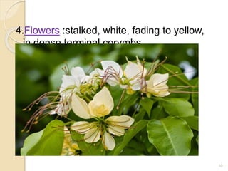 4.Flowers :stalked, white, fading to yellow,
in dense terminal corymbs.
10
 