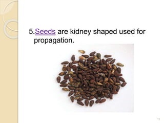 5.Seeds are kidney shaped used for
propagation.
11
 