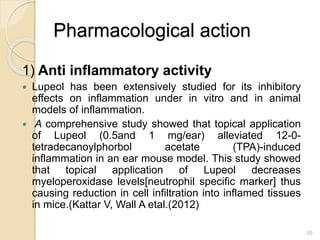 Pharmacological action
1) Anti inflammatory activity
 Lupeol has been extensively studied for its inhibitory
effects on inflammation under in vitro and in animal
models of inflammation.
 A comprehensive study showed that topical application
of Lupeol (0.5and 1 mg/ear) alleviated 12-0-
tetradecanoylphorbol acetate (TPA)-induced
inflammation in an ear mouse model. This study showed
that topical application of Lupeol decreases
myeloperoxidase levels[neutrophil specific marker] thus
causing reduction in cell infiltration into inflamed tissues
in mice.(Kattar V, Wall A etal.(2012)
20
 