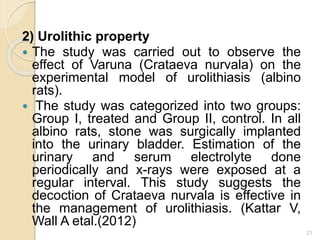 2) Urolithic property
 The study was carried out to observe the
effect of Varuna (Crataeva nurvala) on the
experimental model of urolithiasis (albino
rats).
 The study was categorized into two groups:
Group I, treated and Group II, control. In all
albino rats, stone was surgically implanted
into the urinary bladder. Estimation of the
urinary and serum electrolyte done
periodically and x-rays were exposed at a
regular interval. This study suggests the
decoction of Crataeva nurvala is effective in
the management of urolithiasis. (Kattar V,
Wall A etal.(2012)
21
 