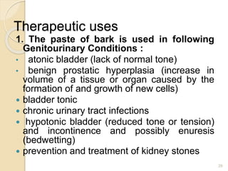 Therapeutic uses
1. The paste of bark is used in following
Genitourinary Conditions :
• atonic bladder (lack of normal tone)
• benign prostatic hyperplasia (increase in
volume of a tissue or organ caused by the
formation of and growth of new cells)
 bladder tonic
 chronic urinary tract infections
 hypotonic bladder (reduced tone or tension)
and incontinence and possibly enuresis
(bedwetting)
 prevention and treatment of kidney stones
29
 