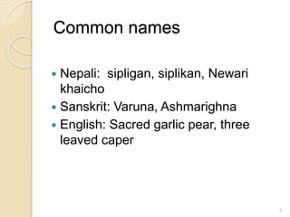 Common names
 Nepali: sipligan, siplikan, Newari
khaicho
 Sanskrit: Varuna, Ashmarighna
 English: Sacred garlic pear, three
leaved caper
3
 