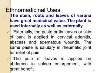 Ethnomedicinal Uses
The stem, roots and leaves of varuna
have great medicinal value. The plant is
used internally as well as externally.
 Externally, the paste or its leaves or skin
of bark is applied in cervical adenitis,
abscess and edematous wounds. The
same paste is salutary in rheumatic joint
for relief of pain.
 The pulp of leaves is applied on
abdomen in spleen enlargement, with
great benefit. 31
 