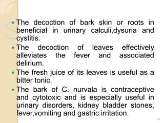  The decoction of bark skin or roots in
beneficial in urinary calculi,dysuria and
cystitis.
 The decoction of leaves effectively
alleviates the fever and associated
delirium.
 The fresh juice of its leaves is useful as a
bitter tonic.
 The bark of C. nurvala is contraceptive
and cytotoxic and is especially useful in
urinary disorders, kidney bladder stones,
fever,vomiting and gastric irritation.
33
 