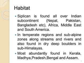 Habitat
 Siplican is found all over Indian
subcontinent (Nepal, Pakistan,
Bangladesh etc), Africa, Middle East
and South America.
 In temperate regions and sub-alpine
zones along streams and rivers and
also found in dry deep boulders in
sub-Himalayas.
 Most abundantly found in Kerala,
Madhya,Pradesh,Bengal and Assam.
5
 