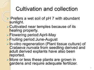 Cultivation and collection
 Prefers a wet soil of pH 7 with abundant
sunlight.
Cultivated near temples because of its
healing property.
Flowering period:April-May
Fruiting period:June-August
In-vitro regeneration (Plant tissue culture) of
Crataeva nurvala from seedling derived and
adult derived explants have also been
reported.
More or less these plants are grown in
gardens and require adequate fertilizer.
6
 