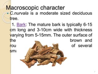 Macroscopic character
 C.nurvala is a moderate sized deciduous
tree.
1. Bark: The mature bark is typically 6-15
cm long and 3-10cm wide with thickness
varying from 5-15mm. The outer surface of
the bark is gray to grayish-brown and
rough, due to the presence of several
small and rounded lenticels.
7
 