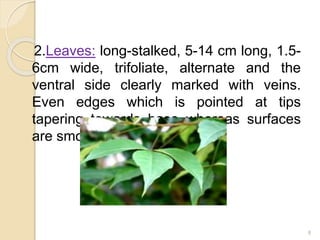 2.Leaves: long-stalked, 5-14 cm long, 1.5-
6cm wide, trifoliate, alternate and the
ventral side clearly marked with veins.
Even edges which is pointed at tips
tapering towards base whereas surfaces
are smooth.
8
 