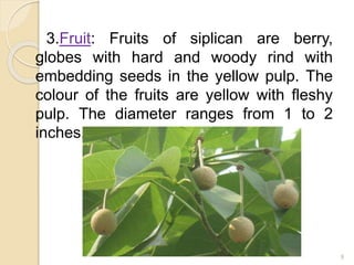 3.Fruit: Fruits of siplican are berry,
globes with hard and woody rind with
embedding seeds in the yellow pulp. The
colour of the fruits are yellow with fleshy
pulp. The diameter ranges from 1 to 2
inches.
9
 