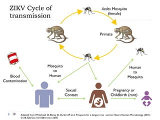 ZIKV Cycle of
transmission
10
Blood
Contamination
Mosquito
to
Human
Sexual
Contact
Human
to
Mosquito
Pregnancy or
Childbirth (rare)
Primate
Aedes Mosquito
(female)
Adapted from:Whitehead SS, Blaney JE, Durbin AP, et al. Prospects for a dengue virus vaccine. Nature Reviews Microbiology (2015)
5:518-528. Doi: 10.1038/nrmicro1690.
 