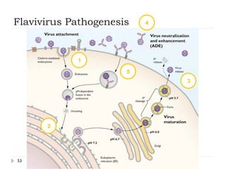 Flavivirus Pathogenesis
53
1
2
3
4
5
 