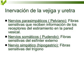Inervación de la vejiga y uretra  Nervios parasimpáticos ( Pelviano):  Fibras sensitivas que reciben información de los receptores del estiramiento en la pared vesical. Nervios somáticos ( Pudendo):  Fibras sensitivas del esfínter externo  Nervio simpático (hipogastrio):  Fibras sensitivas del trígono  