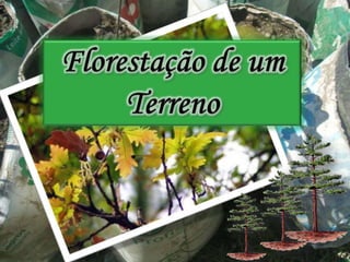 Florestação de um Terreno